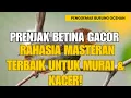 Download Lagu Prenjak Betina Gacor: Rahasia Masteran Ampuh untuk Murai Batu \u0026 Kacer Juara!
