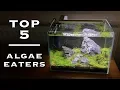 TOP 5 - Algae Eaters for Small Aquariums