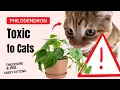 Philodendron Toxic to Cats - Symptoms Dangers Safe Alternatives
