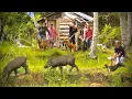Download Lagu PEMBURU DI BUAT SIBUK DAN PANIK KARENA KEHADIRANBABI HUTAN YG KELUAR DI TEMPAT YG TIDAK DISANGKA‼️