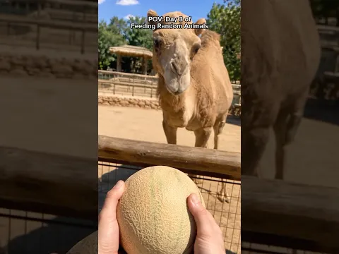 This Camel Smashed a Whole Melon… 🐪🍈  #animals