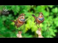 Lagu 11 Hours Birds Chirping | Relaxing Forest Birds Sounds for Study, Meditation, and Deep Sleep
