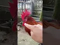 ciri-ciri ayam pelung asli || awas jangan salah pilih. ini yang bagus