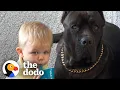 Baby Grows Up With His 125-Pound Dog The Dodo Soulmates