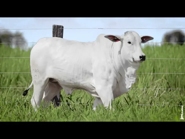 Novilha Nelore MMAR - 4671