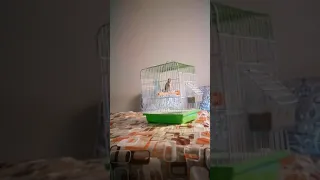 تغريد طائر الحسون المغربي الملالي الخلوي الأصيل أم قنين 