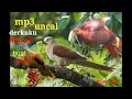 Download Lagu burung uncal MP3 burung derkuku api