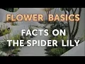 Facts on the Spider Lily