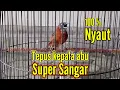 Download Lagu PANCINGAN TEPUS KEPALA ABU GACOR TERBAIK 2024 | JERNIH PASTI NYAUT