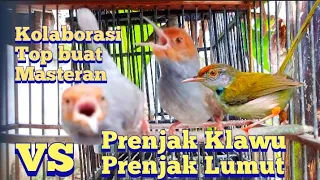 Download prenjak Gacor VS Prenjak Lumut Cocok Sekali Untuk Masteran Prenjak Anda MP3