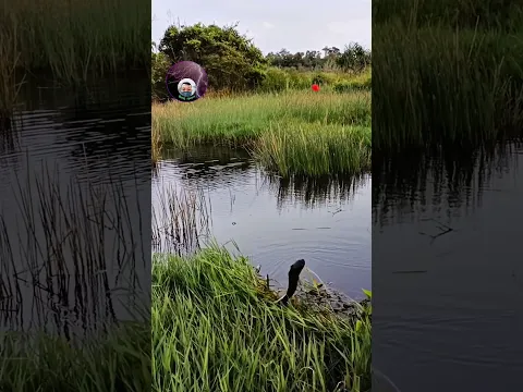 IKAN  PREDATOR
