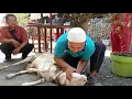 Download Lagu Cara Menyembelih Hewan Qurban Yang Baik Dan Benar