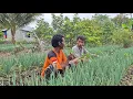 Download Lagu DUA PETANI RANTAU — SAAT PERSAHABATAN MENJADI KEKUATAN BERTAHAN HIDUP TRANSMIGRASI KALIMANTAN UTARA