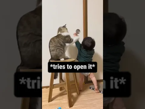 Cat Says No😄