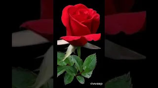 ضحكه عيون حبيبي 