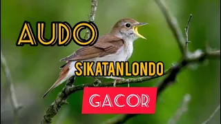 audio sikatan londo gacor buat masteran