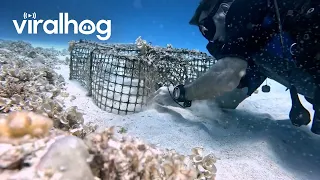 Diver Uses Knife to Rescue Sea Creatures From Abandoned Trap || ViralHog