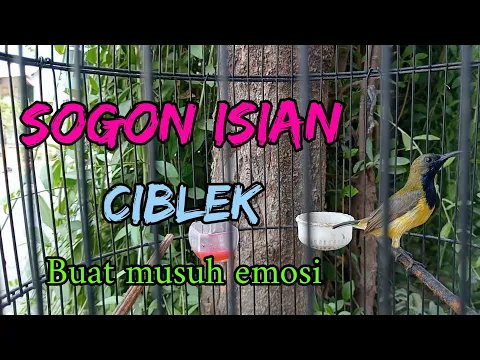 Download MP3 SOGON ISIAN CIBLEK KRISTAL  !! belajar bawa materi #sogon #sogongacor #sogonisianmewah