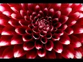 Download Lagu Dahlia Show Universe, San Francisco (CZJ 80mm 1.8, CZJ 50mm 1.4)