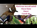 Download Lagu SUARA CILILIN UNTUK MASTERAN MURAI BATU, CUCAK IJO DAN KACER