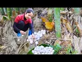 Download Lagu Harvest 1000+ Eggs In The Forest Sell At The Market, Selling Grown Chicken | Emma - Free Bushcraft