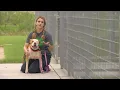 In the market for a pet Fort Worth animal shelters really need families to adopt foster