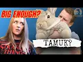 Are TAMUK Rabbits Big Enough for Meat Real Weights Genetics Buyer Tips
