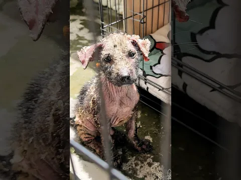 The unexpected rescue that turned into a lifetime of love 🥹❤️