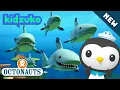 Lagu @Octonauts - 🦈 THE FEEDING FRENZY 🦈 | BRAND NEW | Season 5 | Full Episode 3 | @Kidzuko Exclusive!