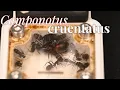 Lagu Camponotus cruentatus: La hormiga más imponente del Mediterráneo 🐜 | Va de Hormigas