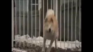 موسيقى حزينة جدا Mp3 مع قصة وفاء Hatchi التي ابكت العالم  موسيقى حزينة جدا Mp3 مع قصة وفاء Hatchi التي ابكت العالم