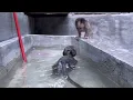 Download Lagu OMG,it's so adorable, baby monkey Samson is really a child who is disciplined and wants to swim
