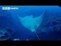 Download Lagu Sting Ray's Deep Ocean Dive | Animals With Cameras | BBC Earth