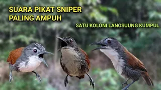 suara pikat sniper tepus dada putih terbukti ampuh mendatangkan koloni