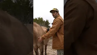 Hasan And I Are Horse Girls HasanAbi Shorts Horse Horsegirl Horseriding Alveus Maya 