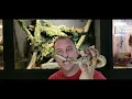 Whats the difference between a BOA CONSTRICTOR PYTHON Python vs Boa