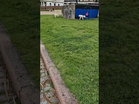 #DreamTrackAI hoy salí a jugar con amigos #cooper #pets #adoreble #perros #dog #ia #adoreble