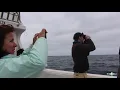 Pelagic Birding - Cape Town, South Africa