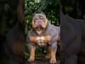 Download Lagu PITBULL ARE ALWAYS CUTE