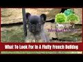 What To Look For In A Fluffy French Bulldog