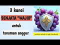 Download Lagu JANGAN KHAWATIR !!! inilah 3 senjata wajib untuk merawat tanaman anggur