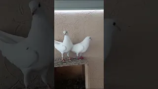 قلابي لوت قطايف 