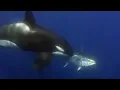 Download Giant Blue-Finned Tuna | Killer Whale | BBC mp4 3gp mp3 videos - waplic