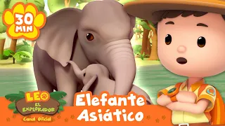 ¡Los Rangers tienen la MISIÓN de reunir a la familia de elefantes asiáticos! | Leo, El Explorador