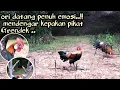 Download Lagu MIKAT AYAM HUTAN TERBARU.. #KEPAKAN PIKAT GRENDEK..MEMBUAT  AYAM HUTAN ORI DATANG PENUH EMOSI..!!!