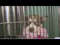 NYC shelters are overcrowded hallways filled with dogs