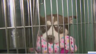 NYC shelters are overcrowded hallways filled with dogs