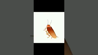 لا يا العباس كرنج 