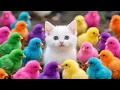 Download Lagu Menangkap Ayam warna, ayam lucu, ayam rainbow, kelinci, bebek, Hewan Lucu