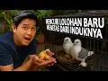 Download Lagu PENCURIAN LOLOHAN  BARU MENETAS DARI SARANG INDUKNYA! KITA BUAT ANAKAN BURUNG INI BISA JINAK KE KITA